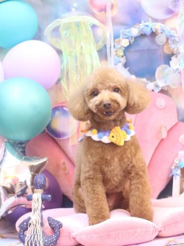 20240806マロンくん